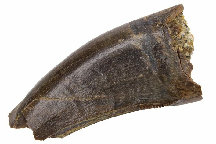 Juvenile Tyrannosaur Tooth - Judith River Formation #231263